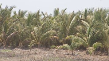 321-7714 Palm Farm